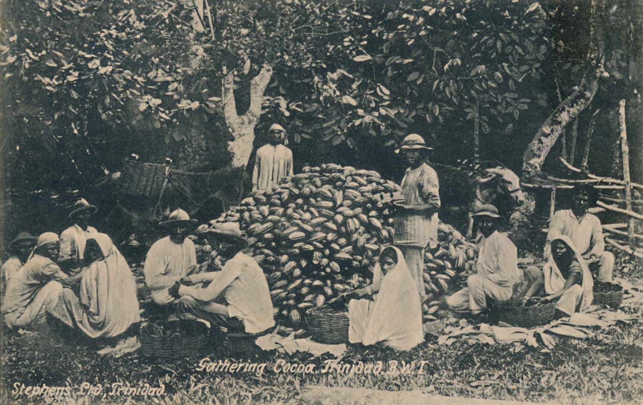 Gathering Cocoa, Trinidad, B.W.I., XX. század eleje. alkotó: Unbekannt