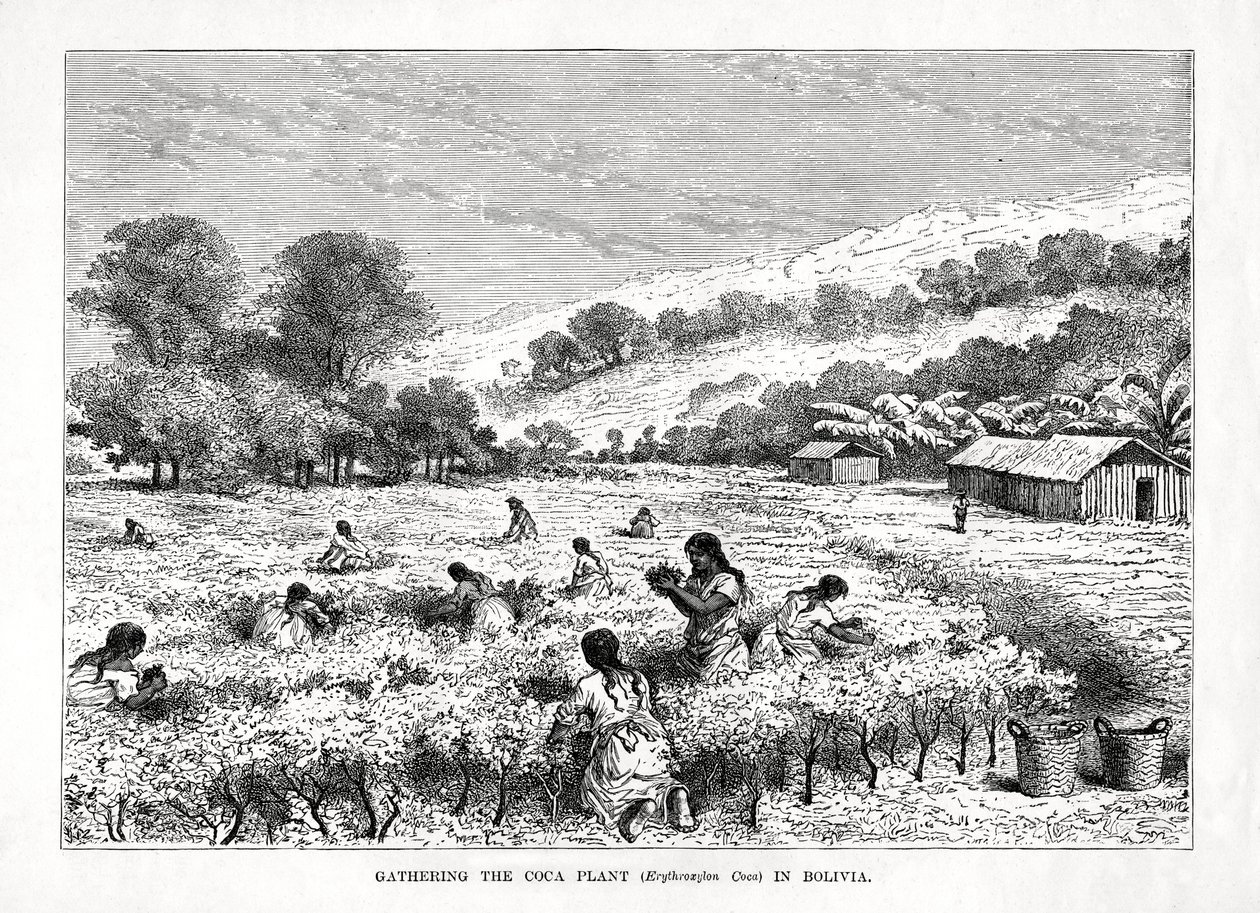 Az Erythroxylum coca kokanövény összegyűjtése Bolíviában, 1877 alkotó: Unbekannt