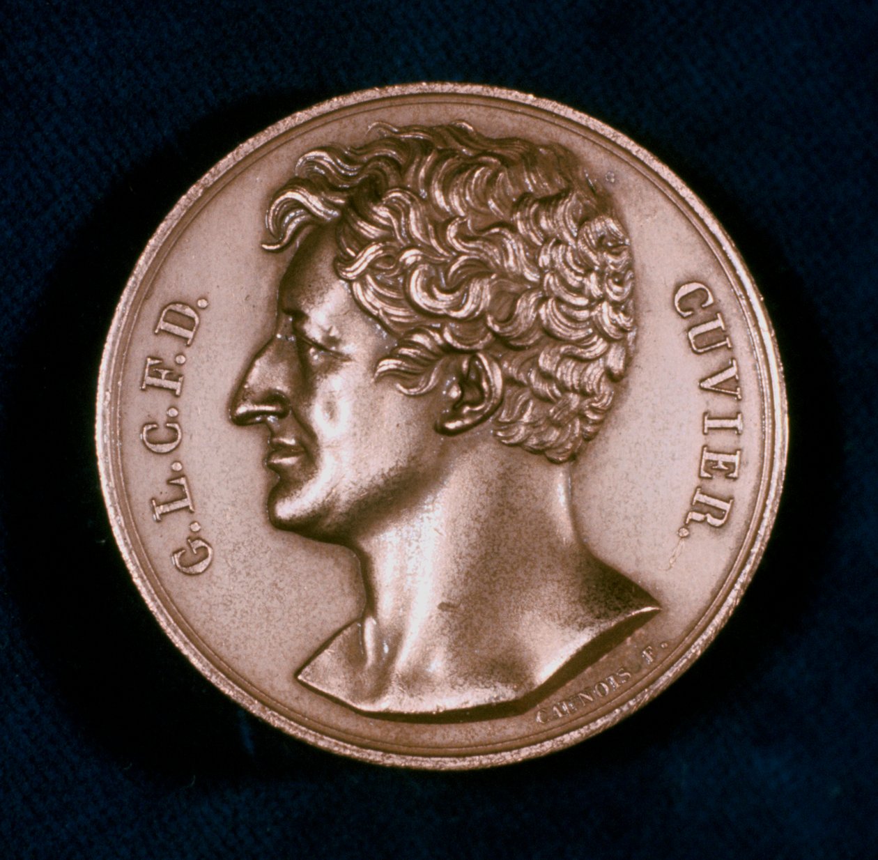 Georges Leopold Chretien Frederic Dagobert, Cuvier báró, francia anatómus, XIX. alkotó: Unbekannt