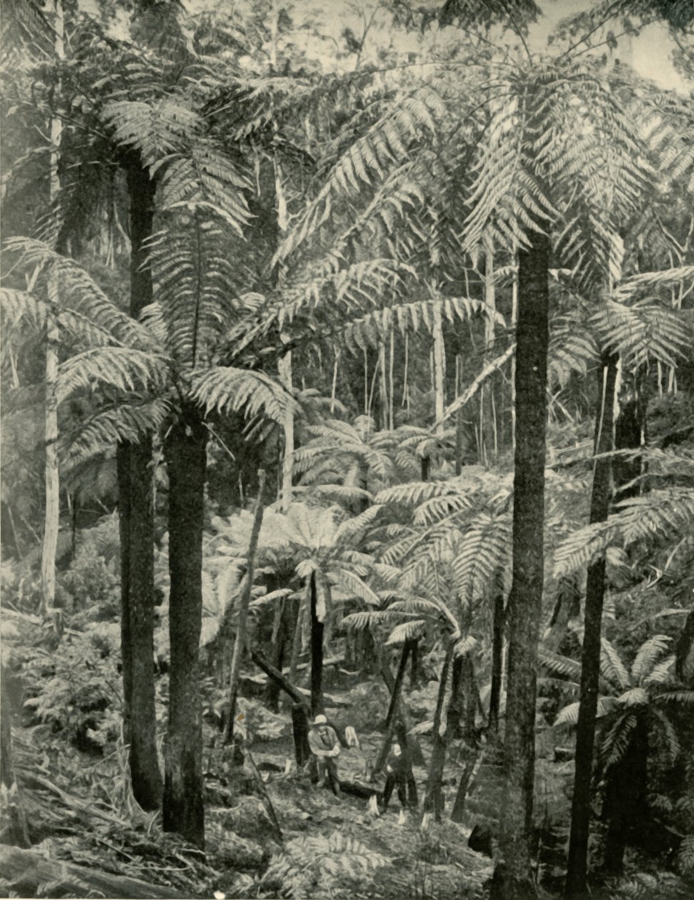 Óriáspáfrányok Gembrookban, 1901. alkotó: Unbekannt