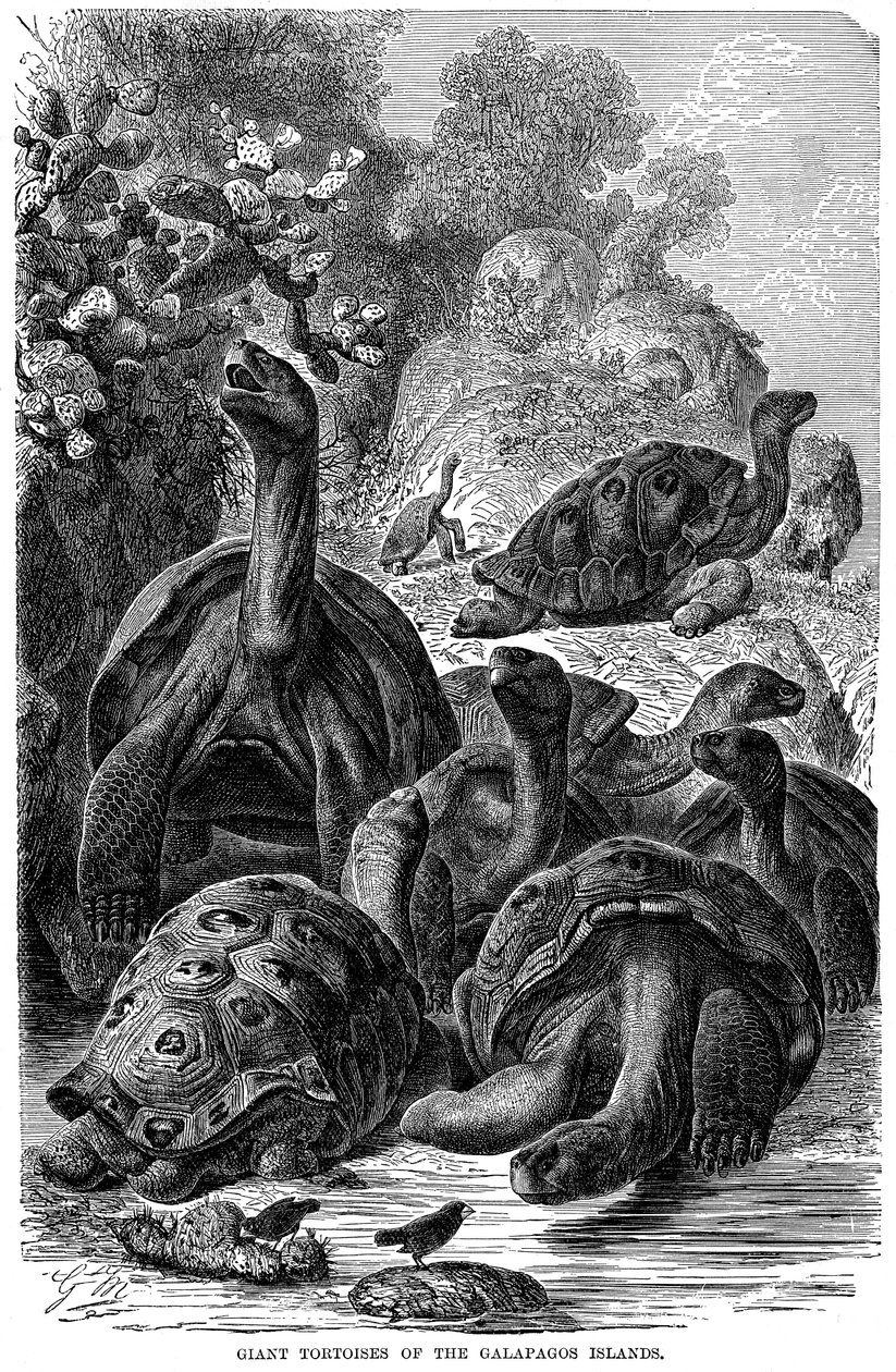 Óriás teknősök a Galápagos-szigeteken, amelyeket Darwin figyelt meg, 1894 alkotó: Unbekannt