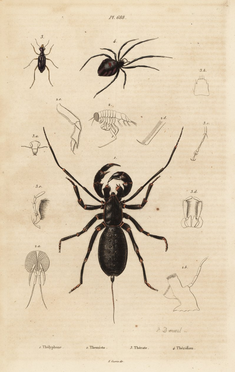 Óriás ostorskorpió, Mastigoproctus giganteus, bogár, Theratus fajok és pókhálópók, Theridion fajok alkotó: Unbekannt
