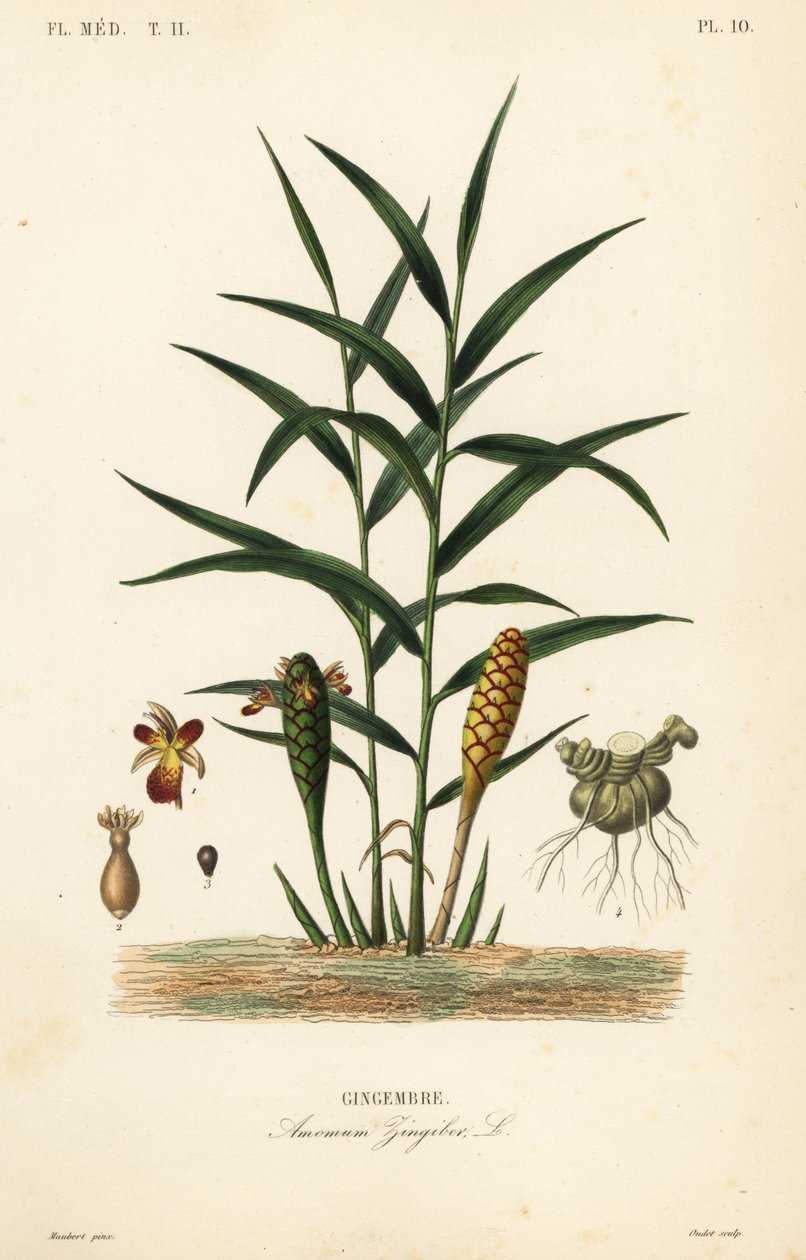 Gyömbér vagy gyömbérgyökér, Zingiber officinale, Amomum zingiber, Gingembre alkotó: Unbekannt