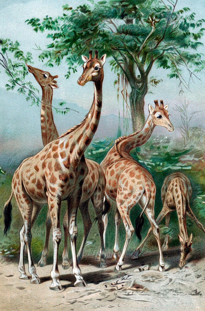 Zsiráfok böngészése, c1885 alkotó: Unbekannt