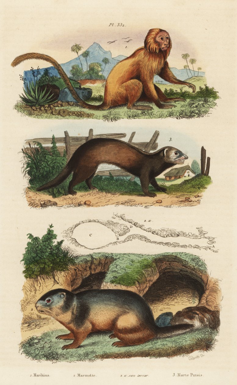 Aranyoroszlán tamarin, Leontopithecus rosalia, veszélyeztetett 1, havasi mormota, Marmota marmota 2 és den, és görény vagy karómacska, Mustela putorius 3 alkotó: Unbekannt