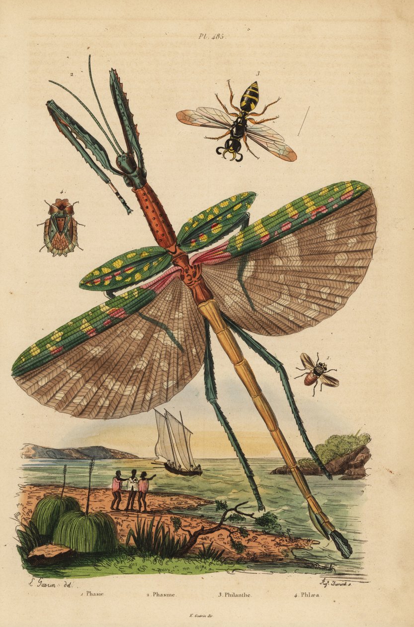 Góliát bot rovar, Eurycnema goliath, légy, Phasia fajok, méhirtó darázs, Philanthus triangulum, kéreg poloska, Phloea corticata alkotó: Unbekannt