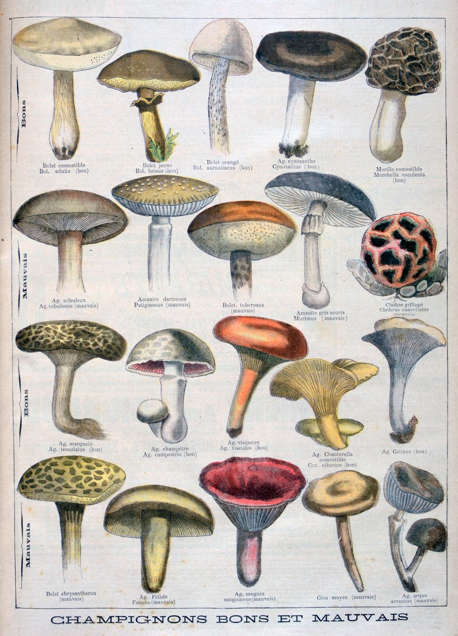 Jó és rossz gombák, 1896 alkotó: Unbekannt