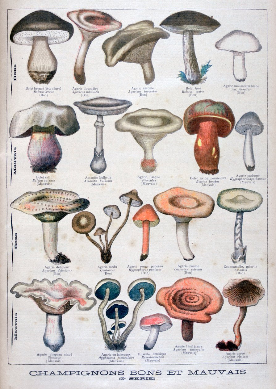 Jó és rossz gombák, 1896 alkotó: Unbekannt