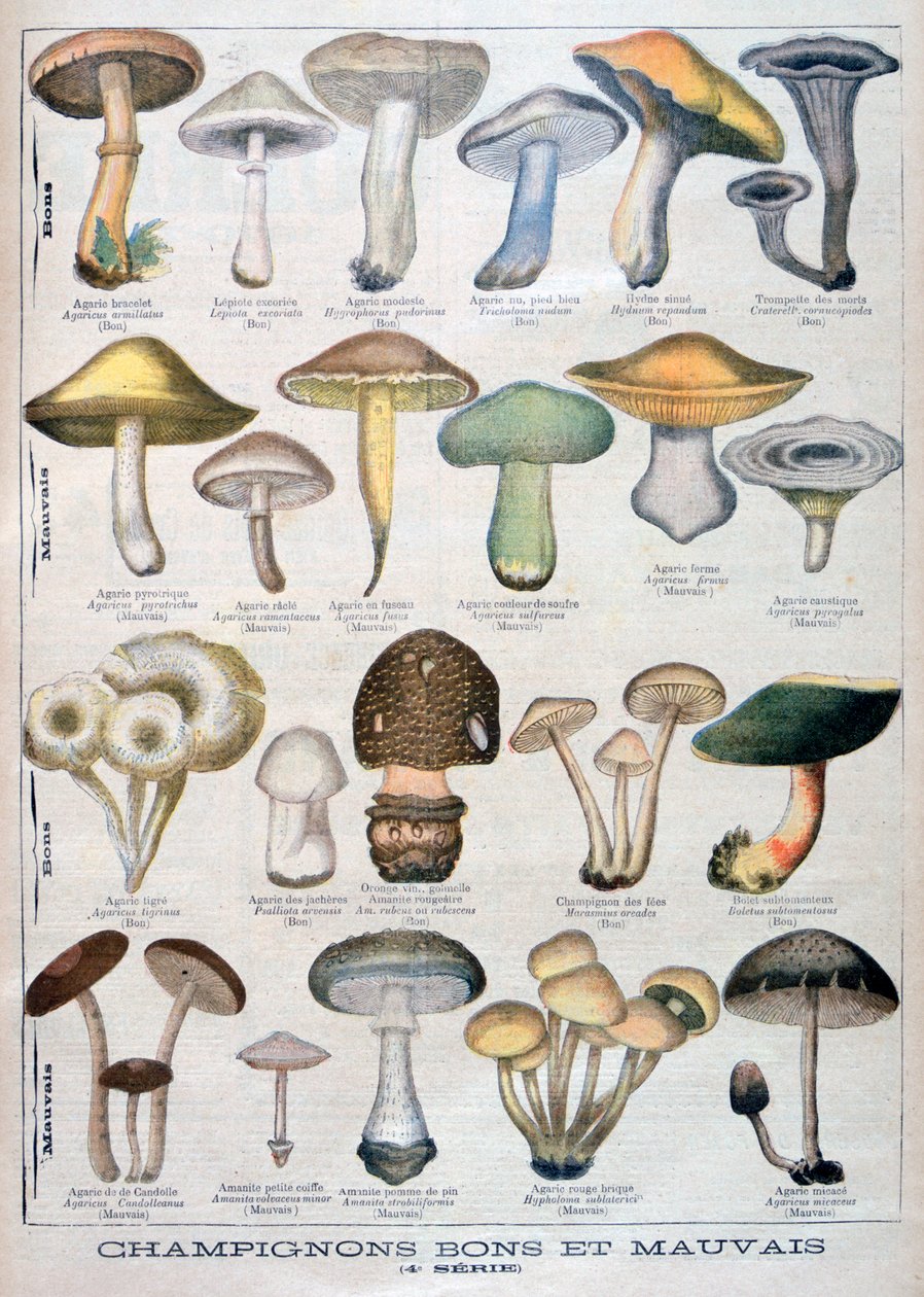 Jó és rossz gombák, 1896 alkotó: Unbekannt