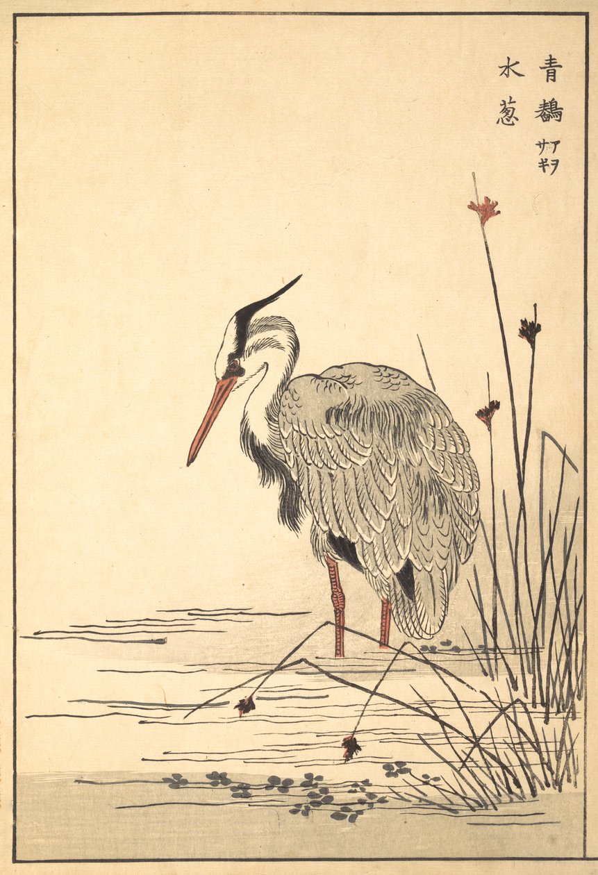 Szürke gém Aosagi és Mizu-aoi növény, 1857. alkotó: Unbekannt