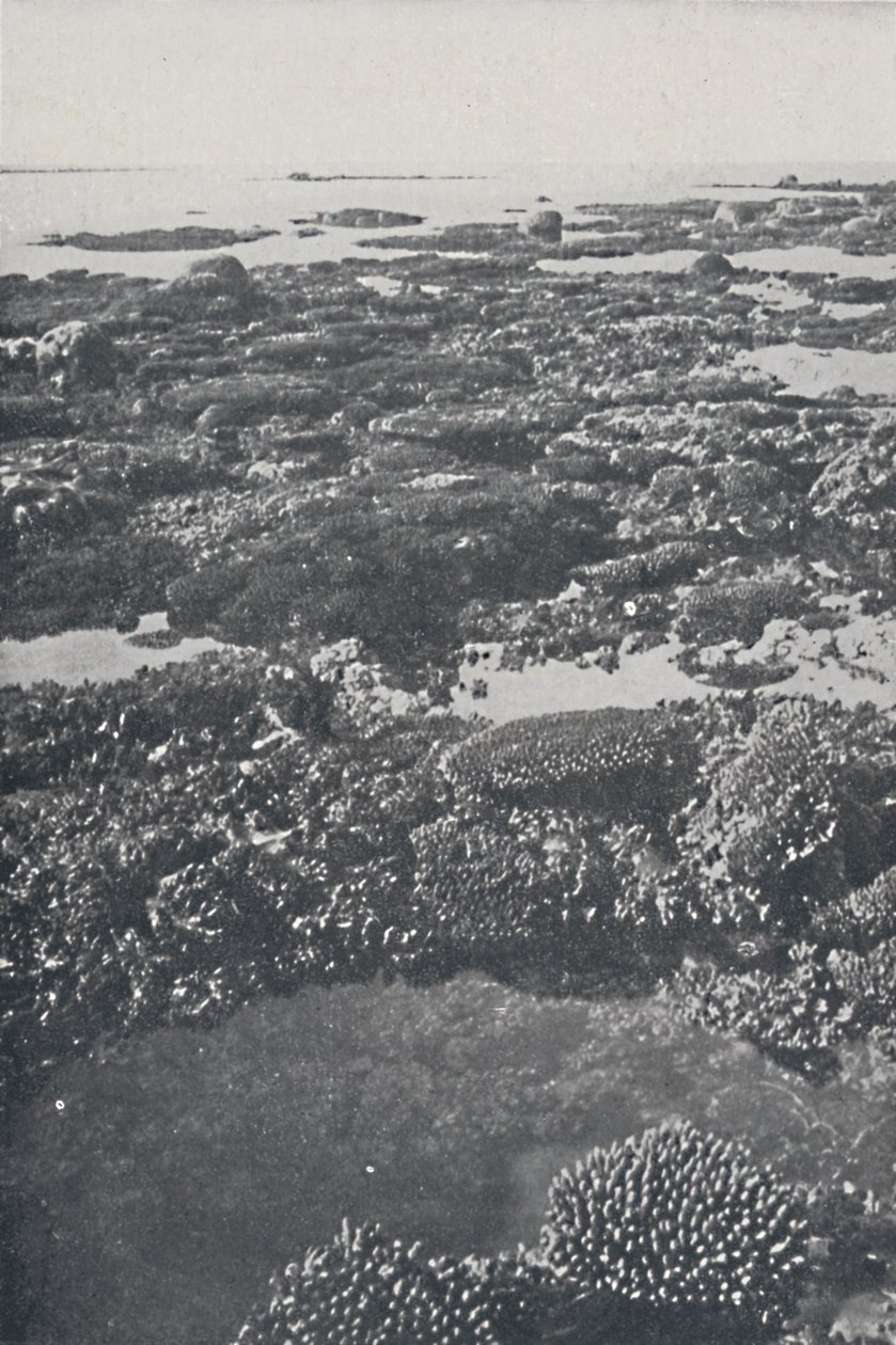 Nagy Korallzátony, 1924 alkotó: Unbekannt
