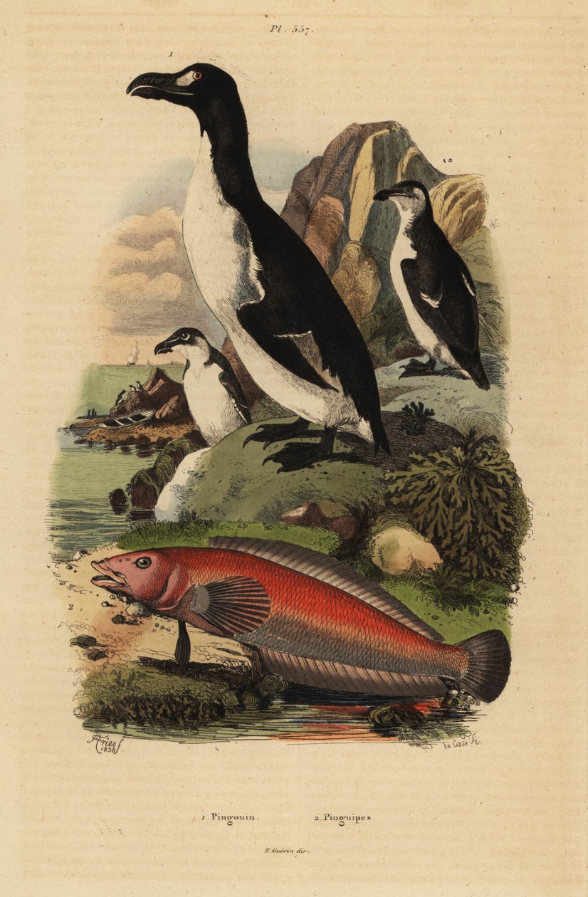 Nagy sügér, Pinguinus impennis 1, kihalt, és brazil homoksügér, Pinguipes brasilianus 2 alkotó: Unbekannt