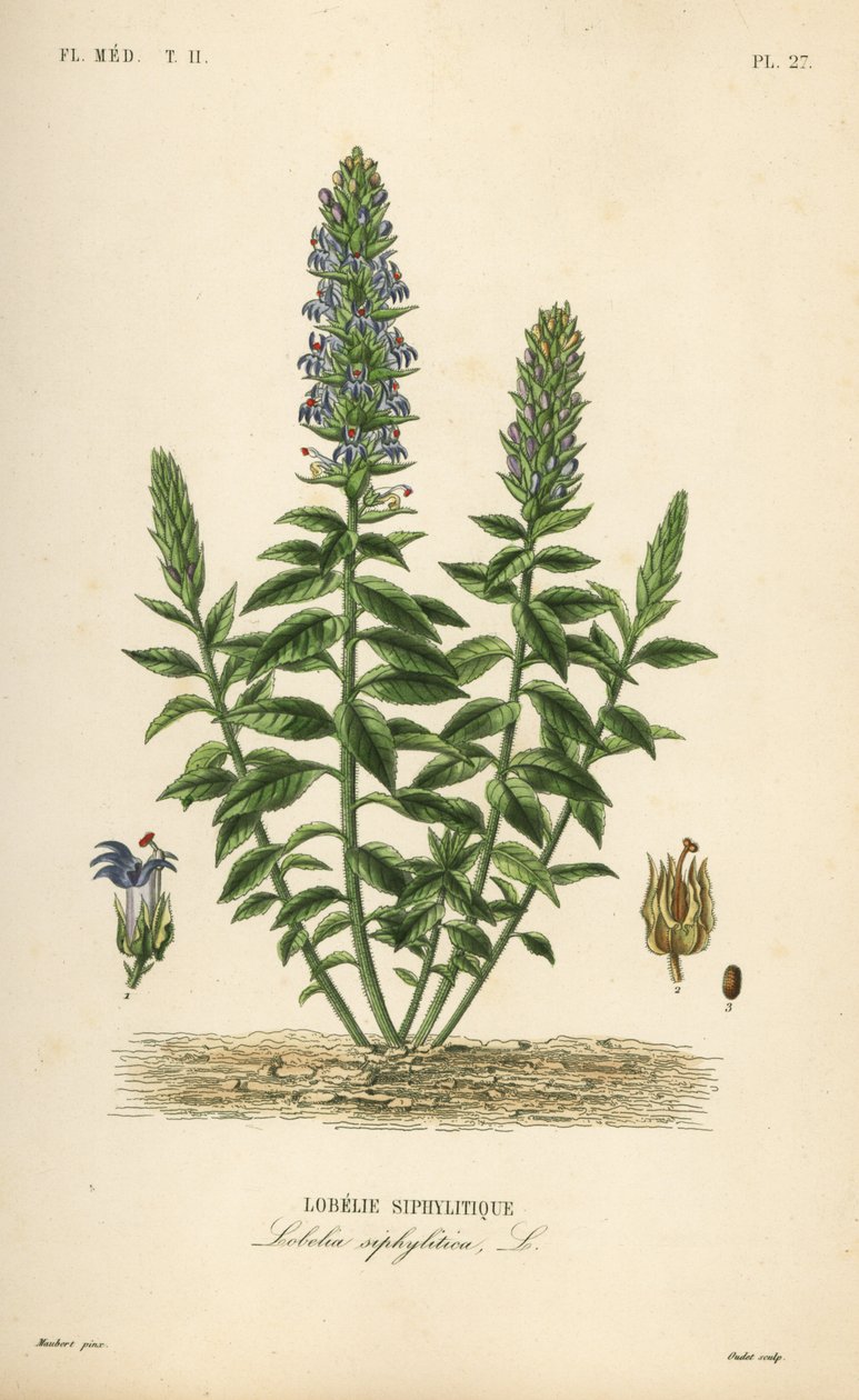 Nagy kék lobelia, Lobelia siphilitica, Lobelia siphilitica, Lobelia syphilitique alkotó: Unbekannt