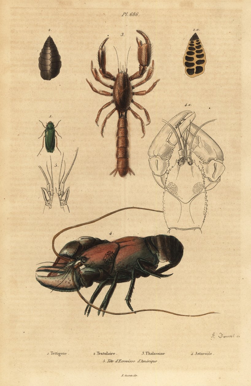 Zöld bozóttücsök, Tettigonia viridissima 1, foraminifera, Bannerella gibbosa 2, skorpió iszap homár, Thalassina anomala 3, rák, Astacus goudotii 4 és amerikai rákfej 5 alkotó: Unbekannt