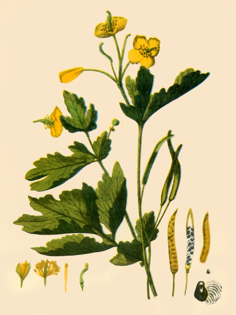 „Nagy celandine”, 1839, 1944. alkotó: Unbekannt