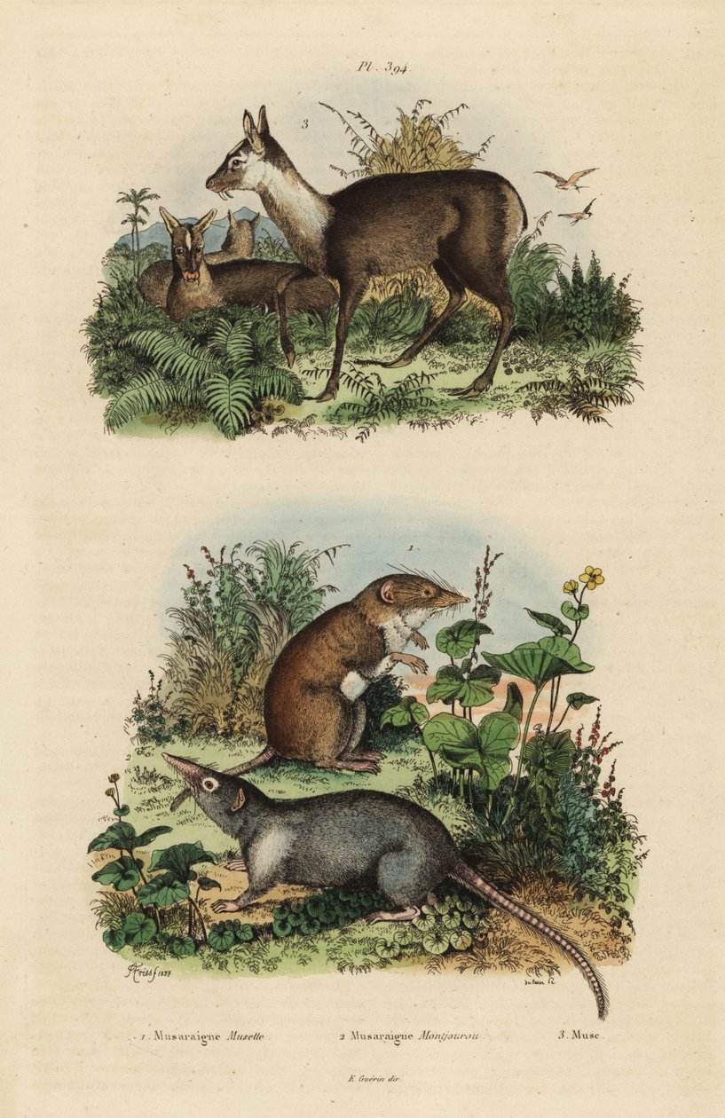 fehérfogú cickány, Crocidura russula 1, szürke pézsmacickó, Suncus murinus 2 és fekete pézsmaszarvas, Moschus fuscus, veszélyeztetett alkotó: Unbekannt