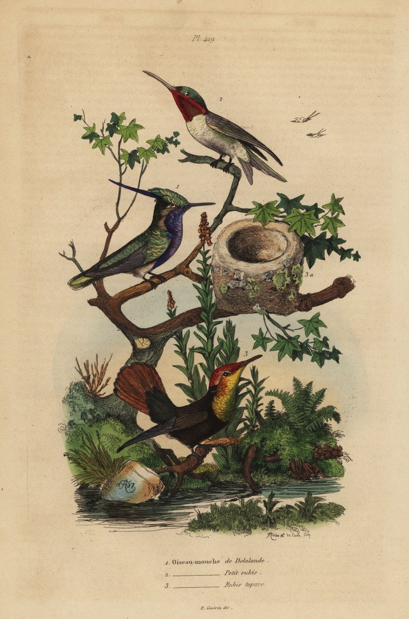 Zöld koronás lilehernyó, Stephanoxis lalandi, rubintorkú kolibri, Archilochus colubris és rubintopáz kolibri és fészek, Chrysolampis szúnyog alkotó: Unbekannt