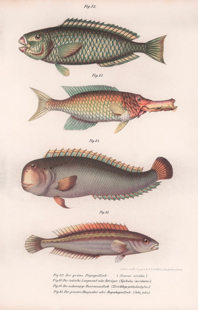 Zöld papagájhal. Indiai hosszúszájú, Rasirnesser, Wrasse, 1850 körül alkotó: Unbekannt