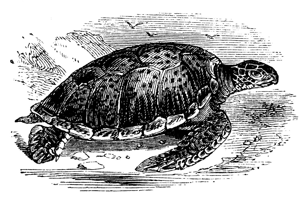 Chelone mydas zöld teknős, 1890 alkotó: Unbekannt