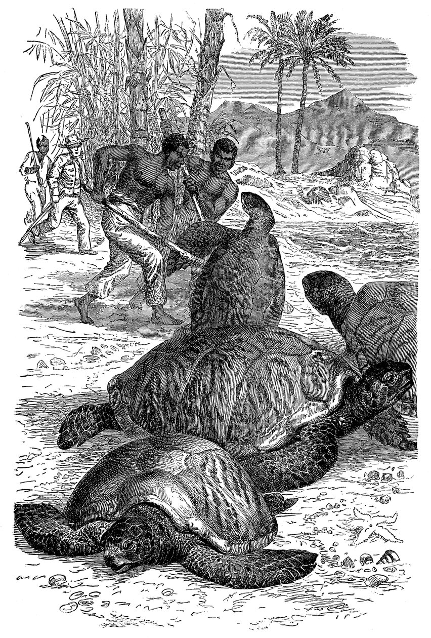 Vadászok elkapják a zöld teknőst, 1884 alkotó: Unbekannt