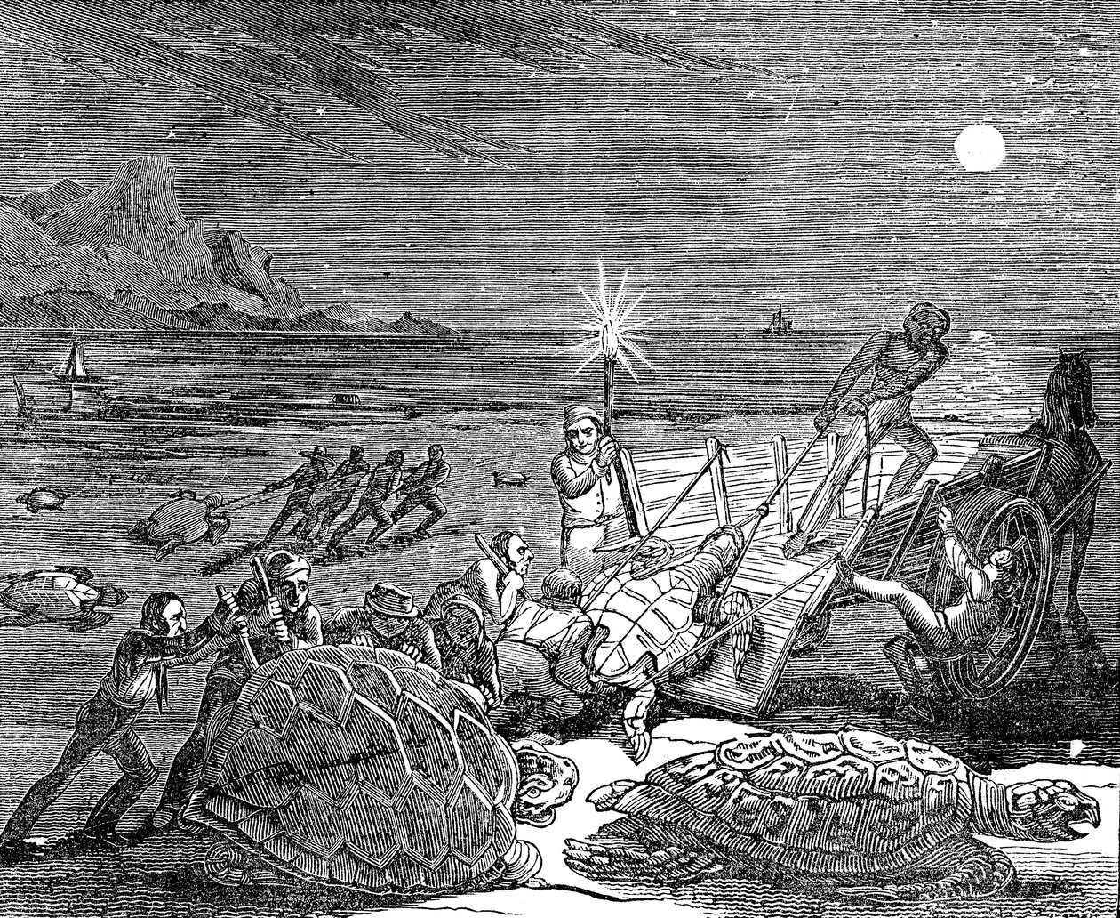 Zöld teknősök és fafejű teknősök elfogták Kuba partjainál, 1832 alkotó: Unbekannt