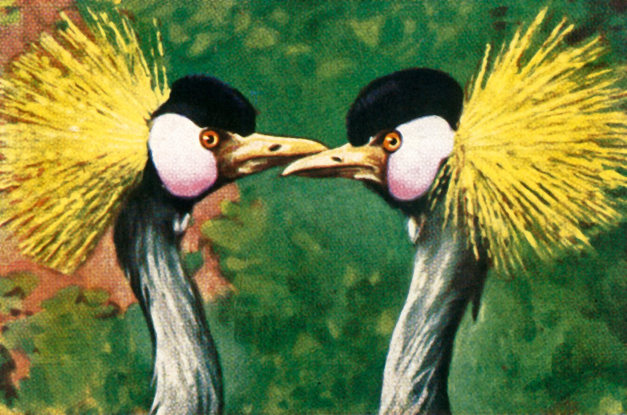 Szürke koronás daruk, c1928. alkotó: Unbekannt
