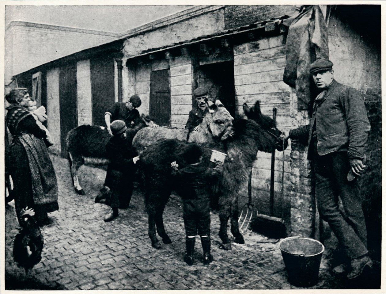 Szamarak ápolása, London, 1903 1903 alkotó: Unbekannt
