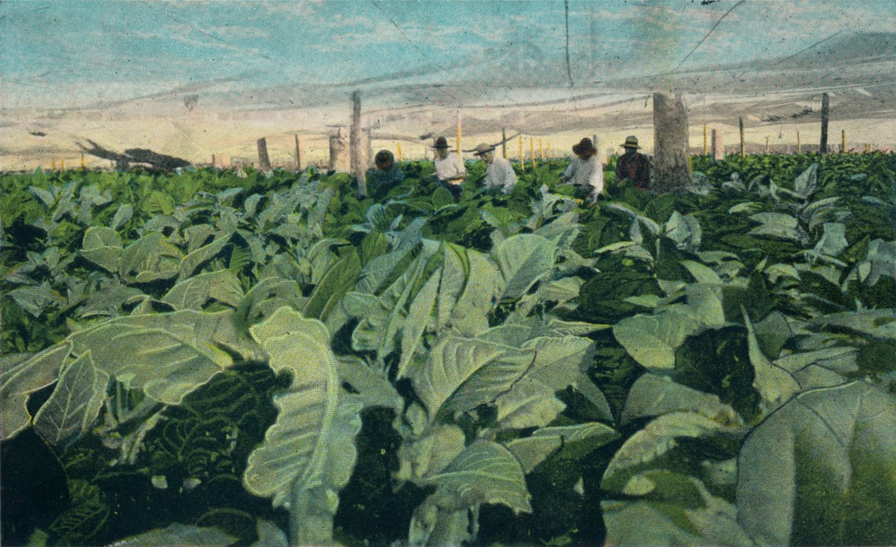 Dohánytermesztés, Kuba, 1909 alkotó: Unbekannt