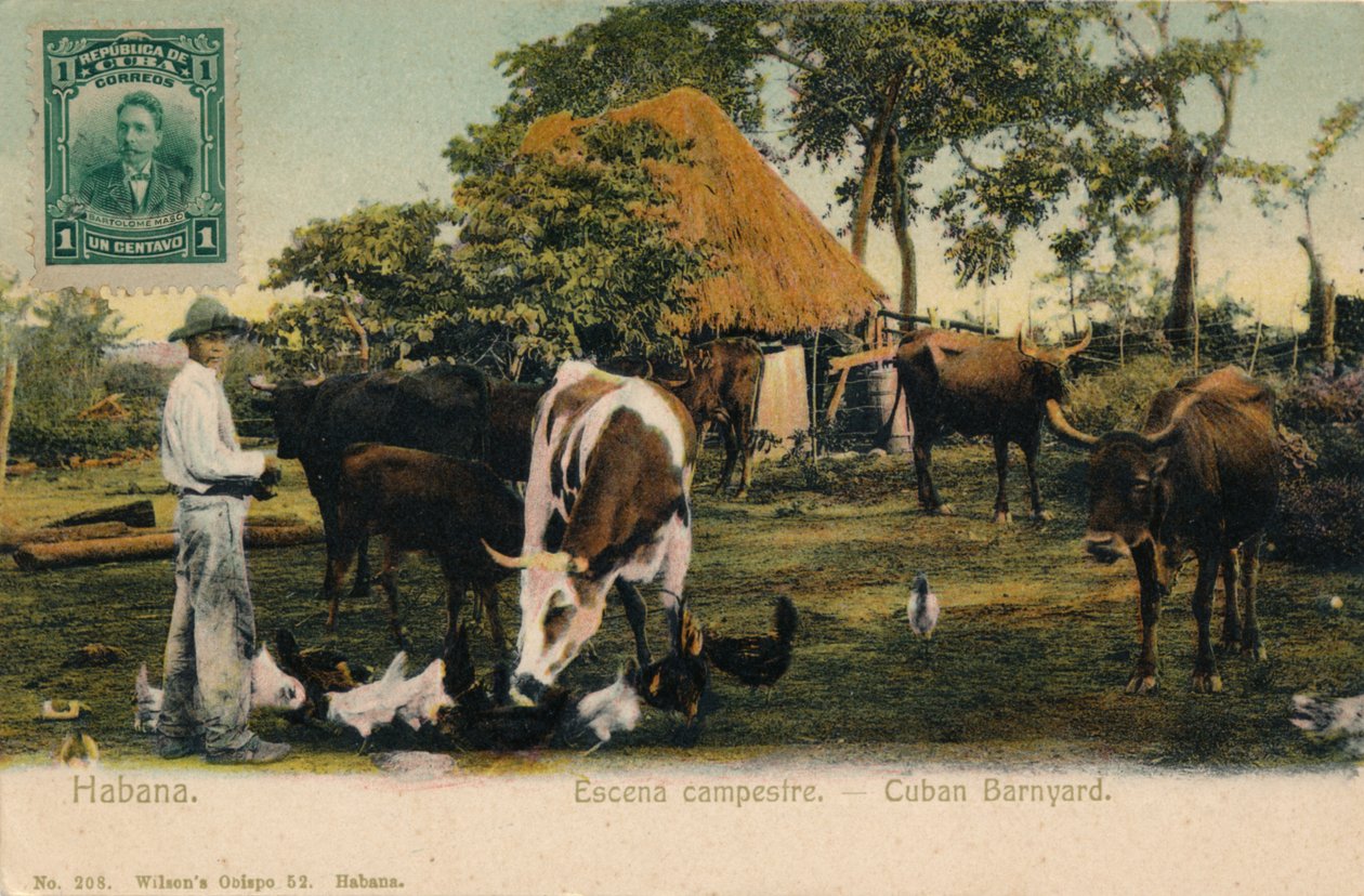 Havanna. Vidéki jelenet - Kubai Barnyard, 1910 alkotó: Unbekannt