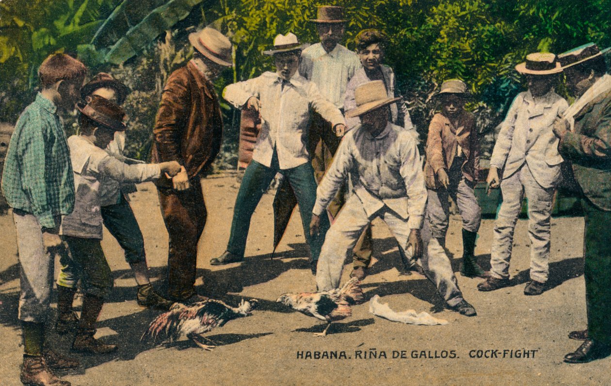 Habana. Rina de Gallos. Kakasviadal, 1900-as évek alkotó: Unbekannt