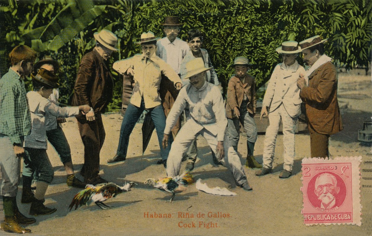 Havanna: Rina de Gallos. Kakasviadal, 1918 alkotó: Unbekannt