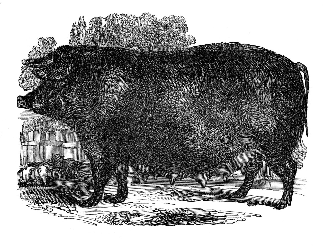 Hampshire-i koca, 1848 alkotó: Unbekannt