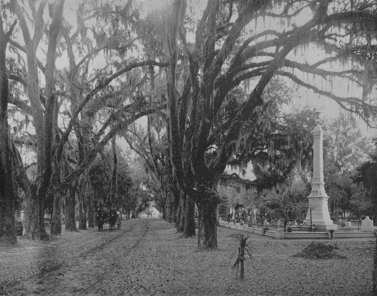 Hanging Moss on Live-Oak, Savannah, Georgia, 1897. alkotó: Unbekannt