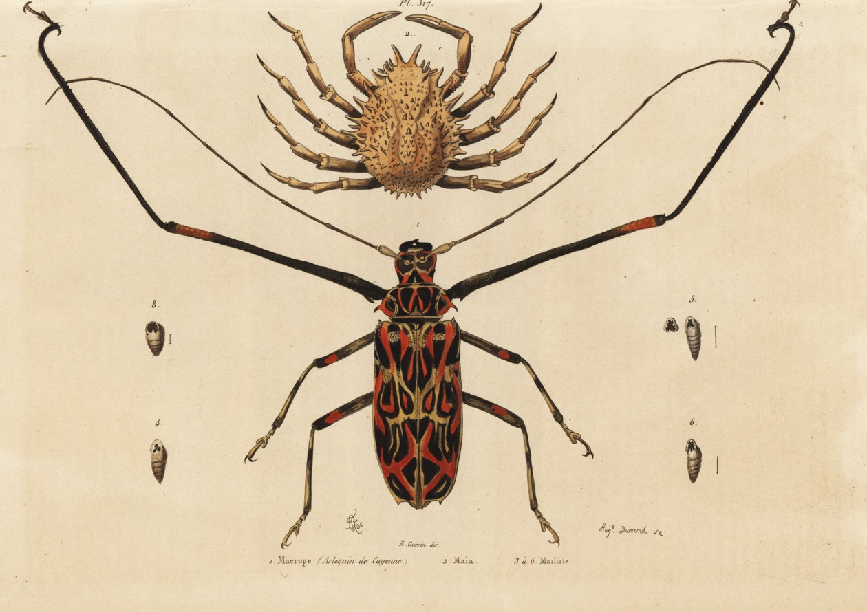 Harlekin bogár, Acrocinus longimanus 1 és európai pókrák, szarvas rák 2, macrope (cayenne-i harlekin), Maia, mezek alkotó: Unbekannt