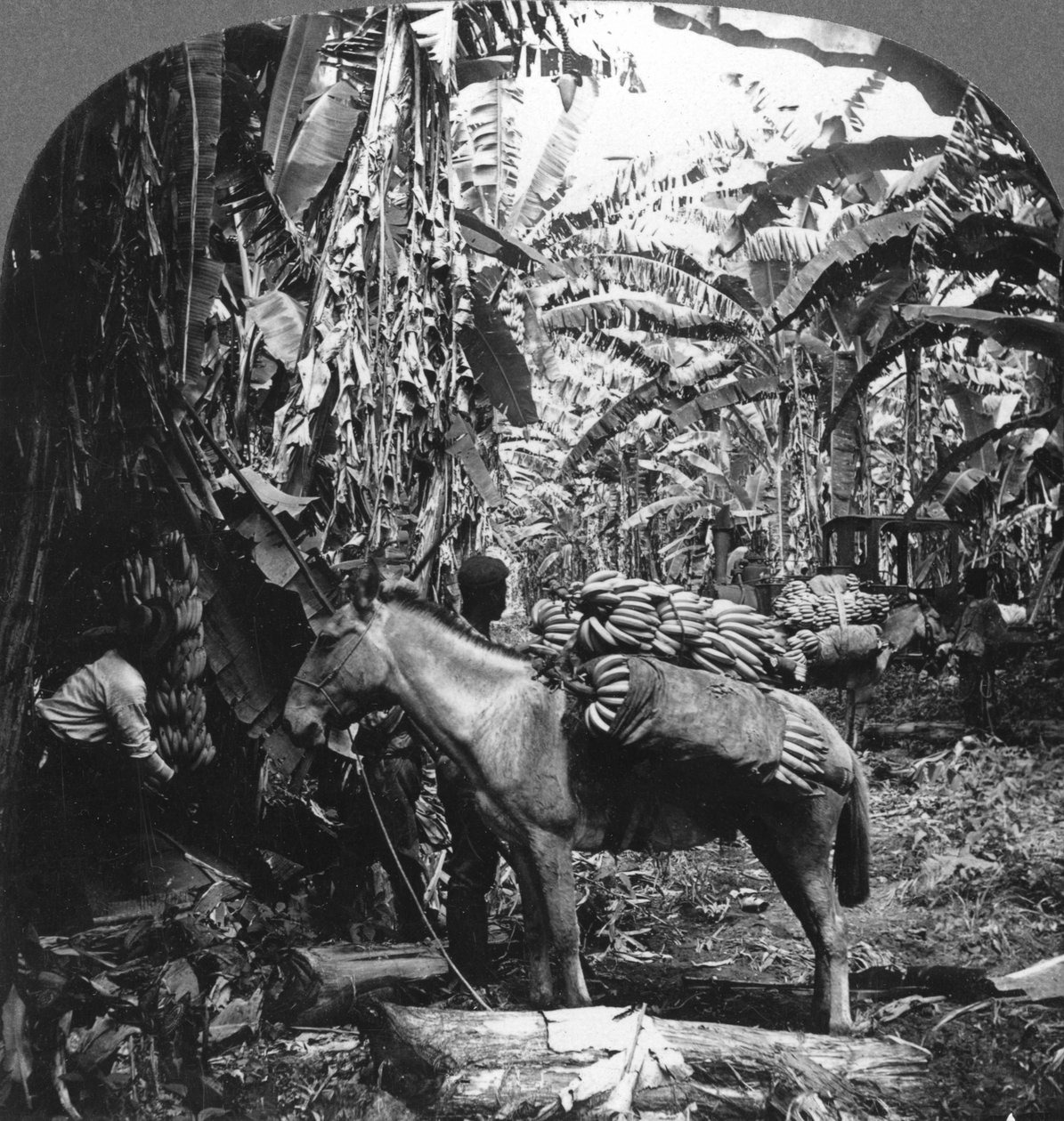 Banán betakarítás, Costa Rica, 1909 alkotó: Unbekannt