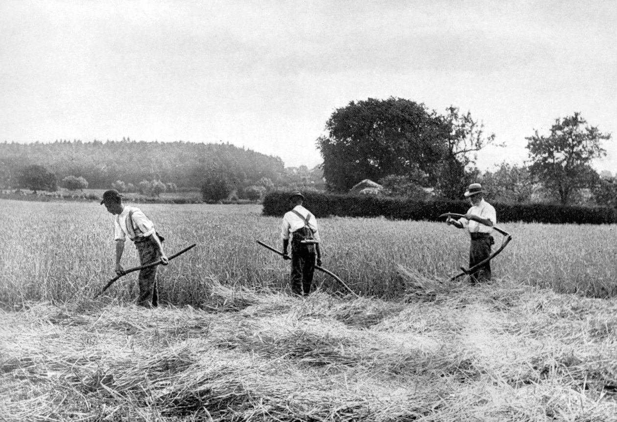 Széna betakarítás, 1926 alkotó: Unbekannt
