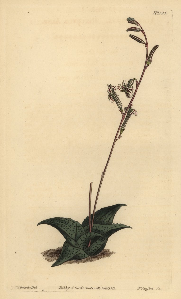 Haworthia venosa (Recurved aloe, Aloe recurva) alkotó: Unbekannt