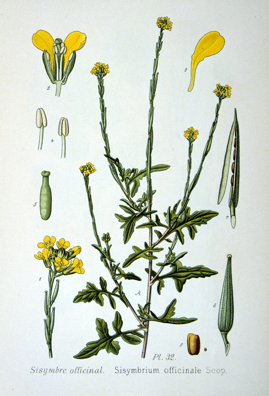 Sövénymustár, 1893 alkotó: Unbekannt