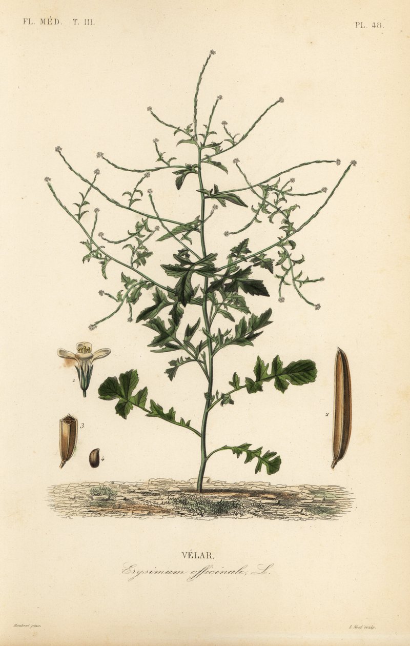 Sövénymustár, Sisymbrium officinale, Erysimum officinale, Velar alkotó: Unbekannt