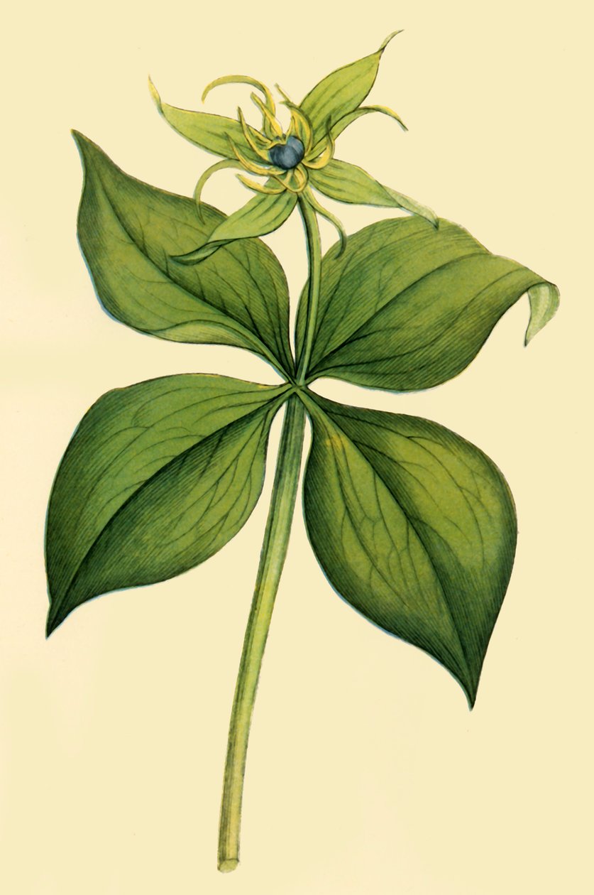 „Herb Paris”, 18. század vége – 19. század eleje, 1944. alkotó: Unbekannt