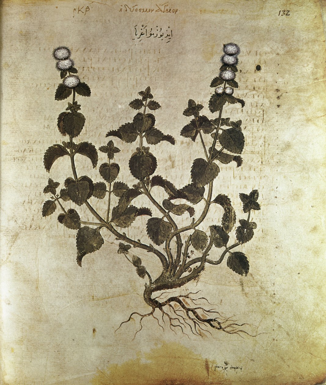 Gyógynövények Borsmenta (plant de menthe), 6. század alkotó: Unbekannt