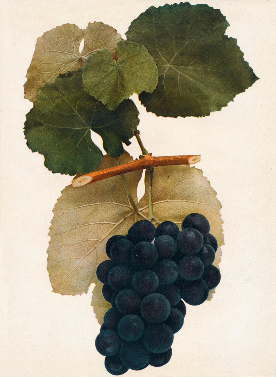 Herbert, 1908. alkotó: Unbekannt