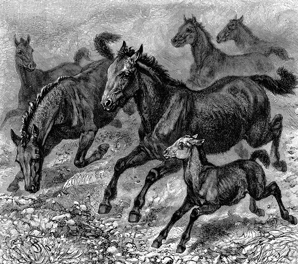 Tarpán csorda, 1893 alkotó: Unbekannt