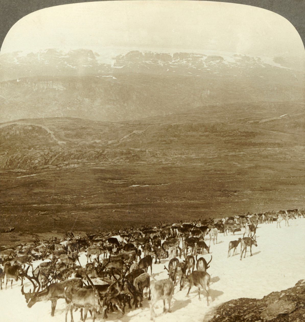Az északi vadon élő rénszarvascsordája és a Hardanger-gleccser havas magassága, Norvégia, c1905. alkotó: Unbekannt