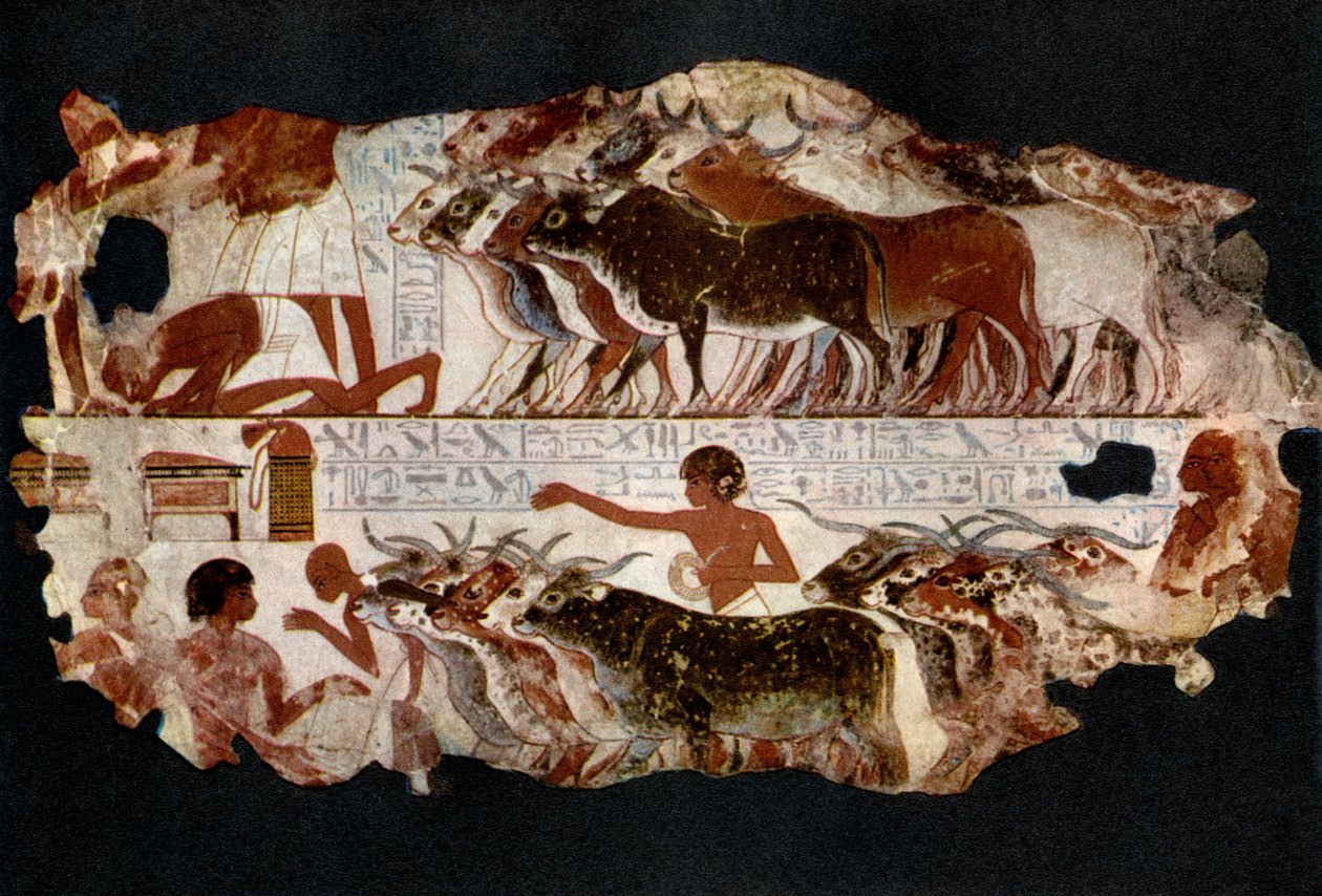 Szarvasmarhacsordák a 18. dinasztia idejéből, Egyiptom, Kr.e. 1400 körül, 1936 alkotó: Unbekannt
