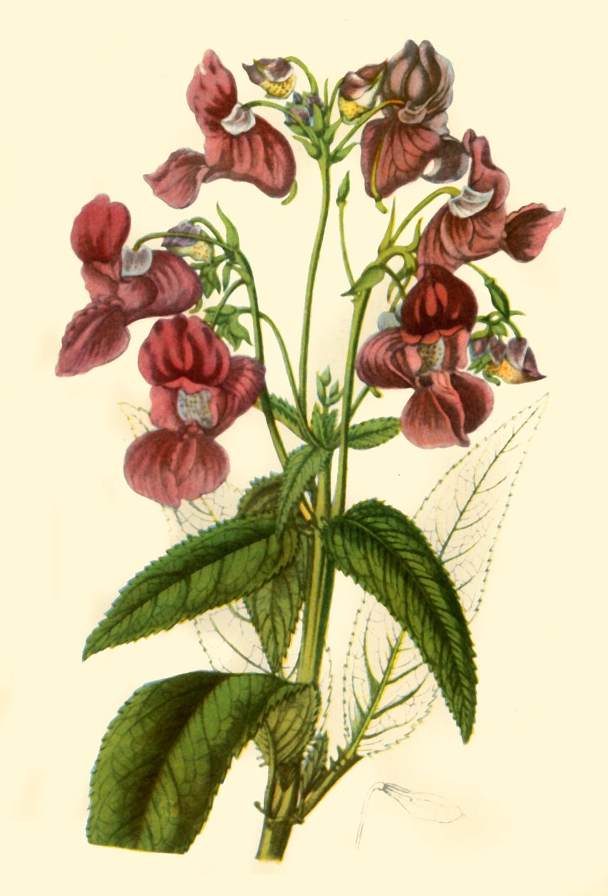 „Himalájai balzsam: Impatiens Glandulifera”, 1840, 1944. alkotó: Unbekannt