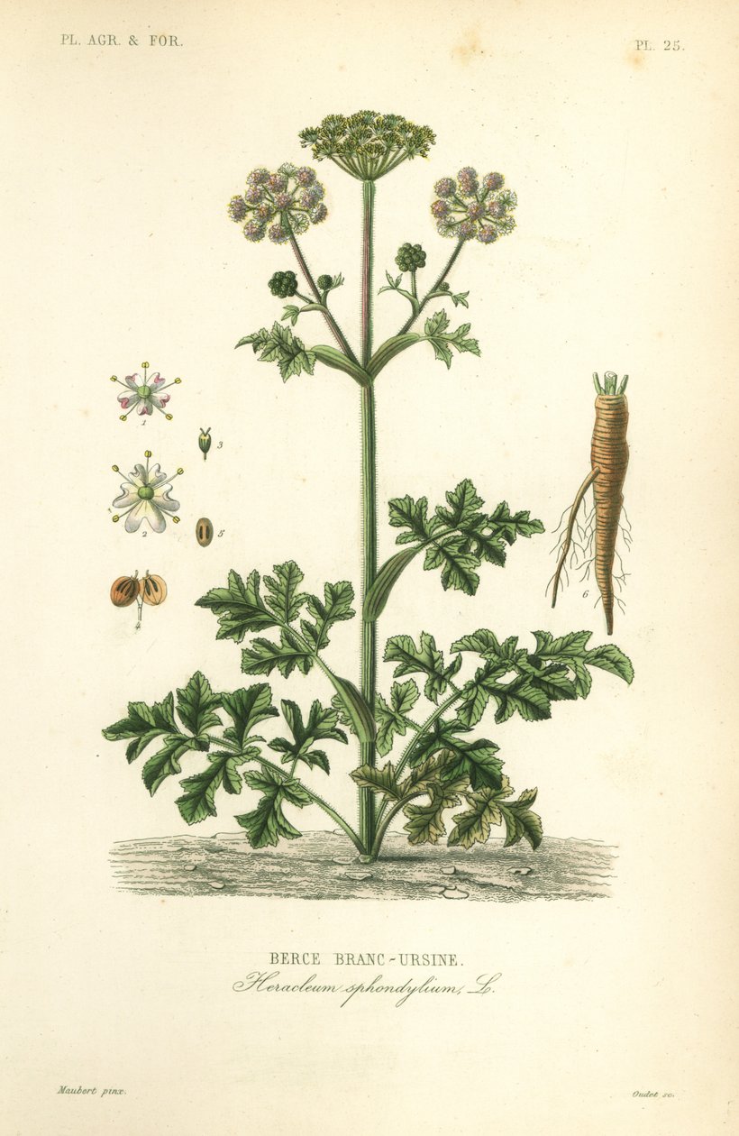disznópaszternák vagy tehénpaszternák, Heracleum sphondylium, berce branc-ursine alkotó: Unbekannt