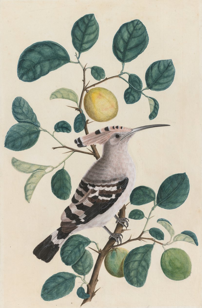 Hoopoe citrusfa ágán, c. 1800. alkotó: Unbekannt