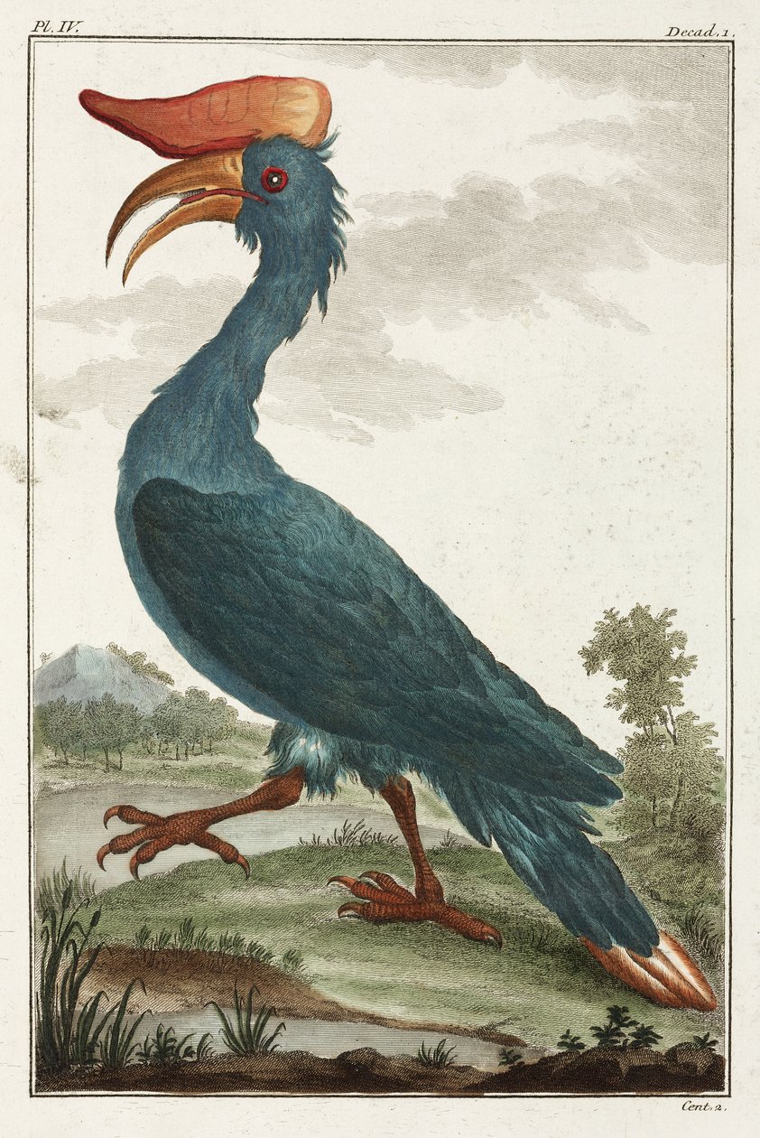 Hornbill alkotó: Unbekannt