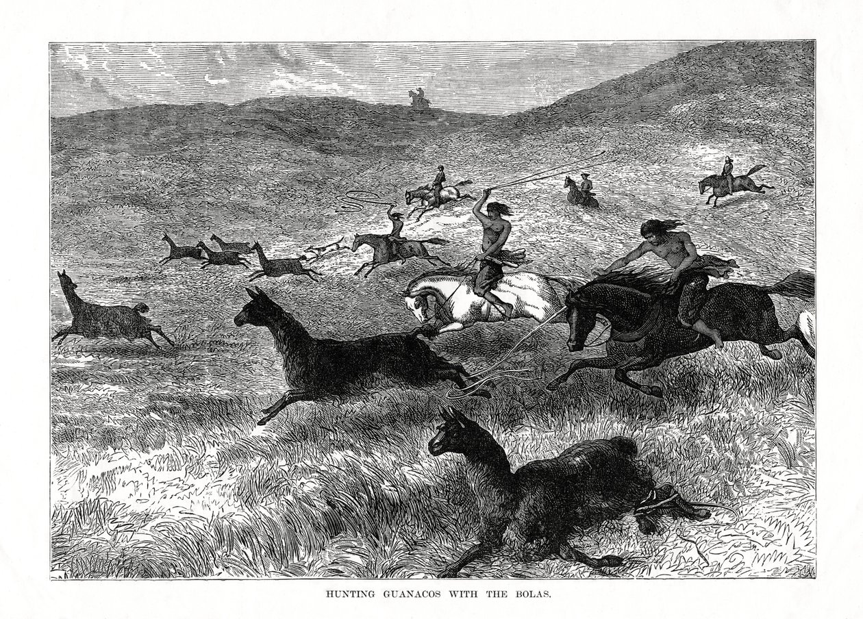 Guanakók vadászata a bolákkal, Dél-Amerika, 1877 alkotó: Unbekannt
